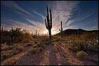 Saguaro Silhouette