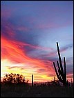 Saguaro Sunset