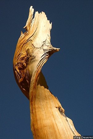 Nevada, United States, Bristlecone Pine, ancient Bristlecone Pine, trees, Great Basin National Park, wood, USA, Vereinigte Staten, NV