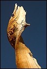 Branch of a Bristlecone Pine