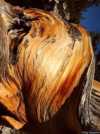 Nevada, United States, Bristlecone Pine, ancient Bristlecone Pine, tree, Great Basin National Park, wood, USA, Vereinigte Staten, NV