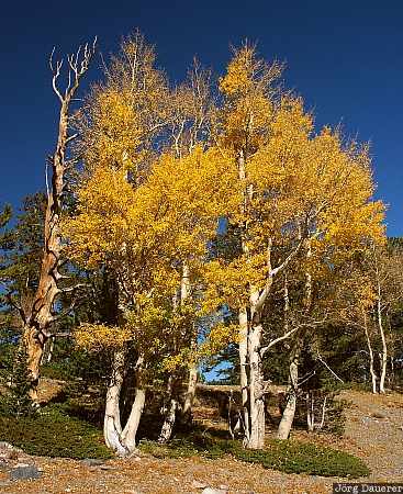 Nevada, United States, tree, wood, autumn, fall, autumn colors