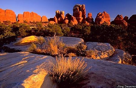 Canyonlands National Park, rocks, evening light, needles district, Utah, United States, UT, USA, Vereinigte Staten