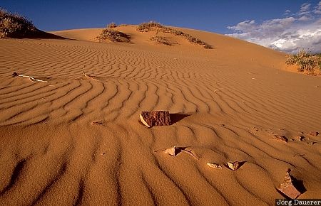 Coral Pink Sand Dunes, state park, desert, Utah, Kanab, United States, sand, USA, Vereinigte Staten, UT
