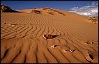 Coral Pink Sand Dunes