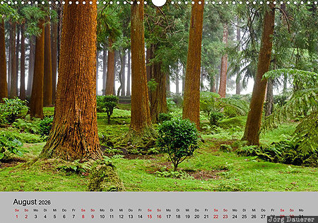 Woods near Rosais, S&atilde;o Jorge, Azores, Azoren, Portugal, calendar, August