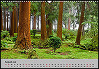 Calendar Azoren August: Woods near Rosais, S&atilde;o Jorge