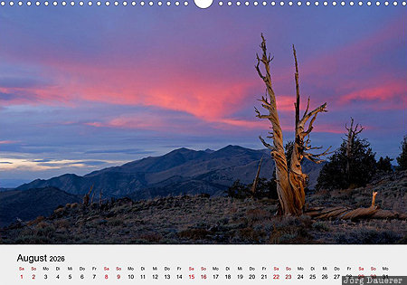 Ancient Bristlecone Pine Forest, Inyo County, California, USA, calendar, August, German, United States, Vereinigte Staten, Kalifornien, CA