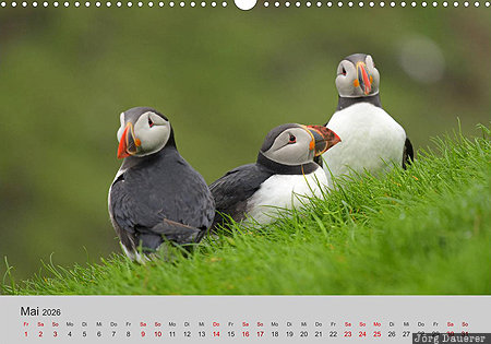 Puffins, Mykines, Faroe Islands, F&auml;r&ouml;er Inseln, Denmark, calendar, May, F&auml;r&ouml;er-Inseln, Faeroeer-Inseln