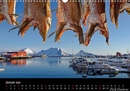 Stockfish in Ballstad, Vestvagoy, Lofoten, Nordland, Norway, calendar, January, Ballstad, Norwegen, Norge